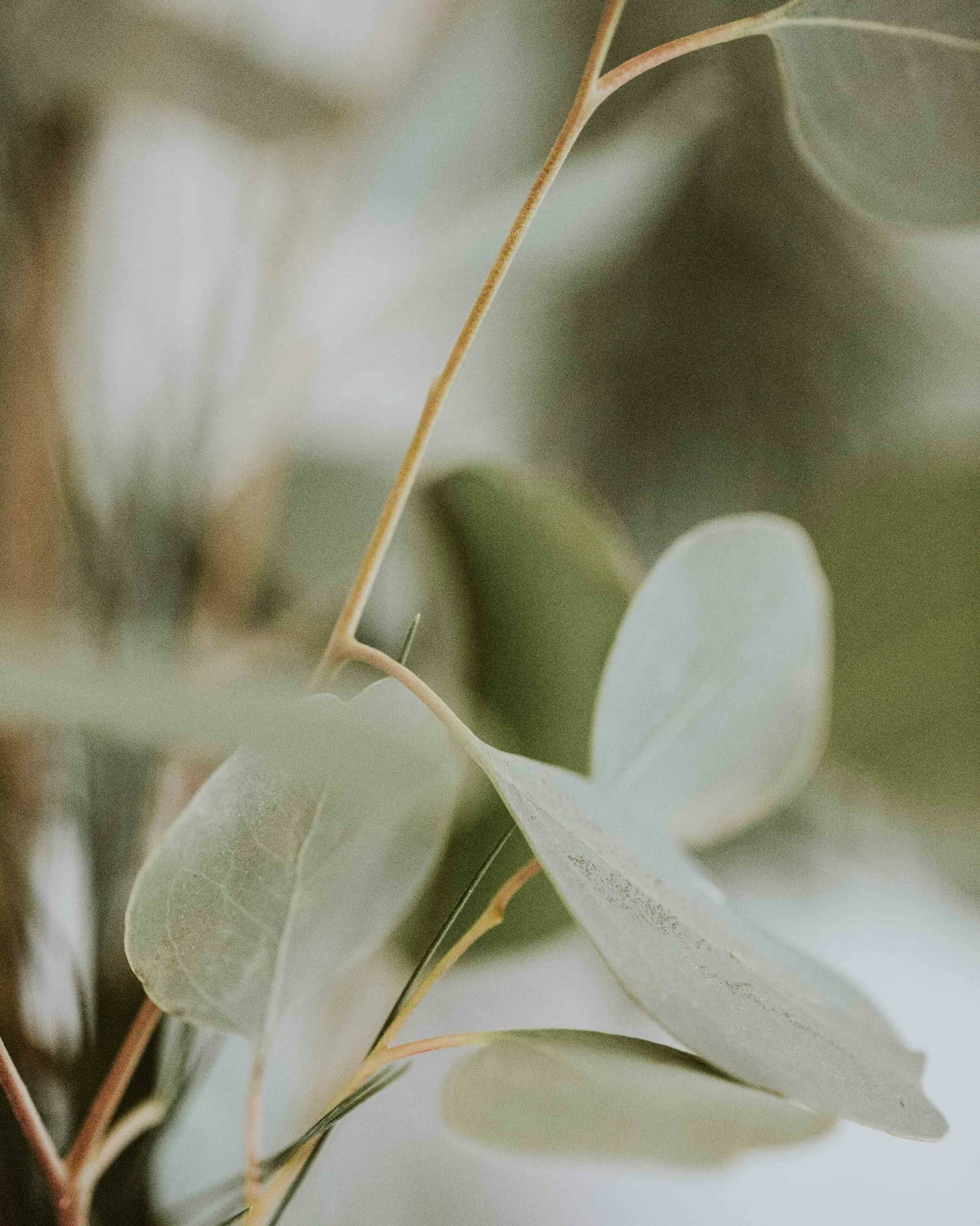 Soft eucalyptus leaves in warm, diffused natural light
